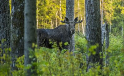 elk, animals in nova scotia