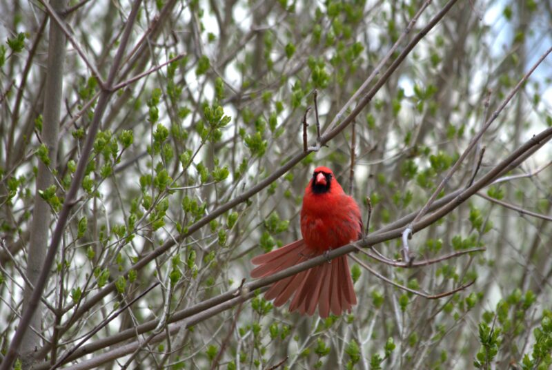 northern cardinal animals in west virginia