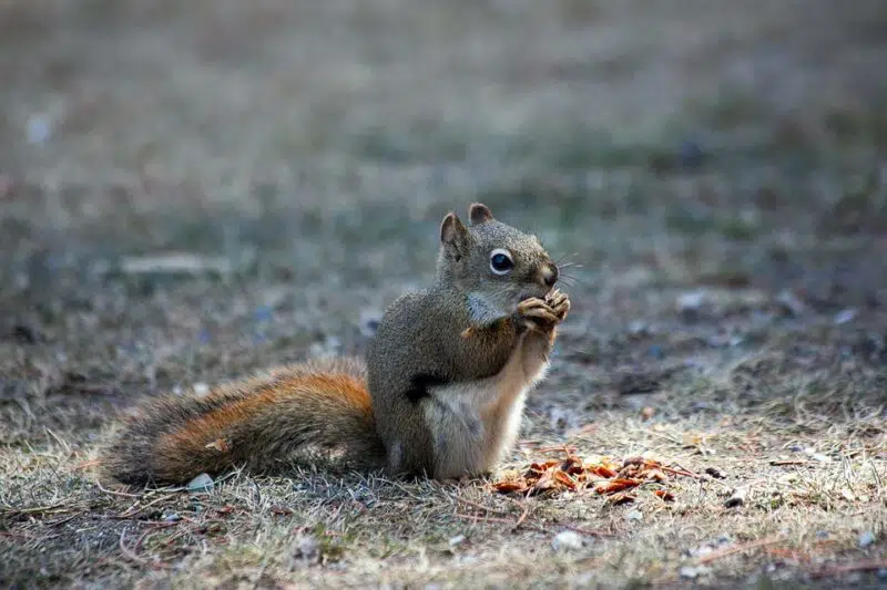 Animals in Mississippi, fox squirrel