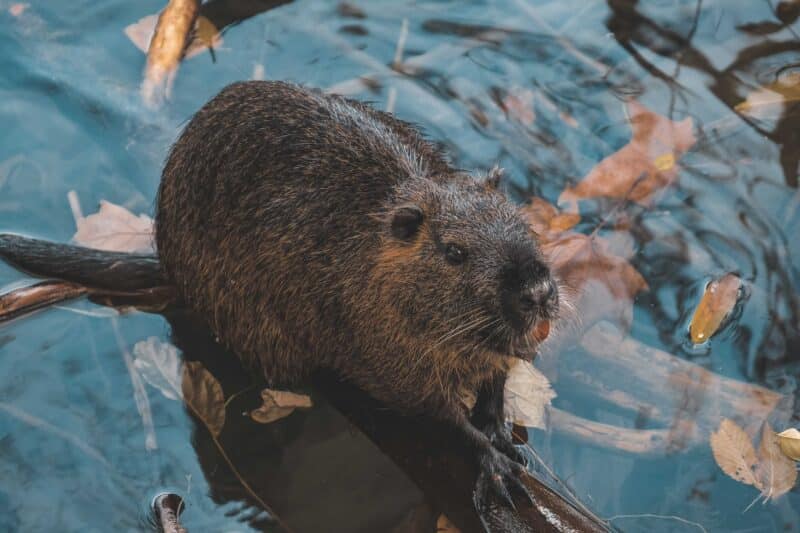 beaver: top 10 endangered animals in Scotland