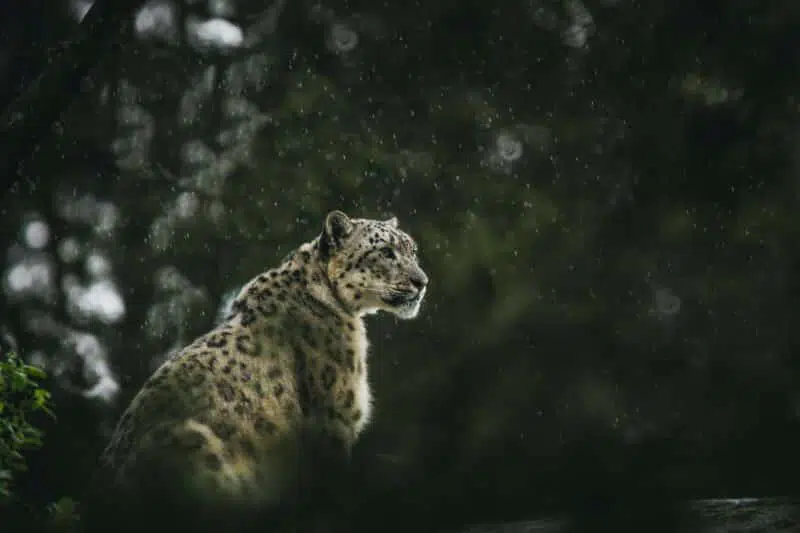 snow leopard top 10 most endangered animals in india
