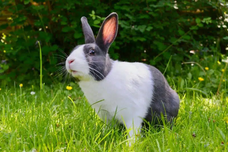 rabbit top 10 pet animals in India