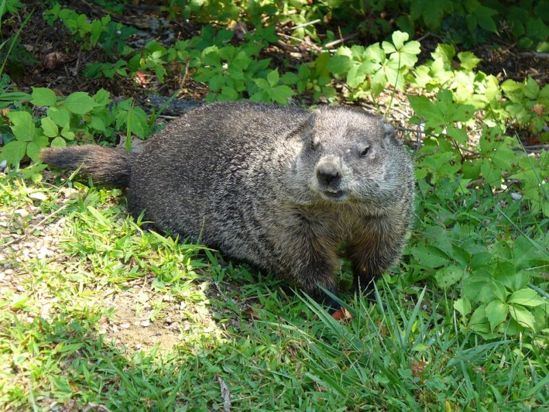 Animals in Mississippi, Groundhog
