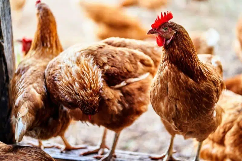 chickens: a guide to farm animals