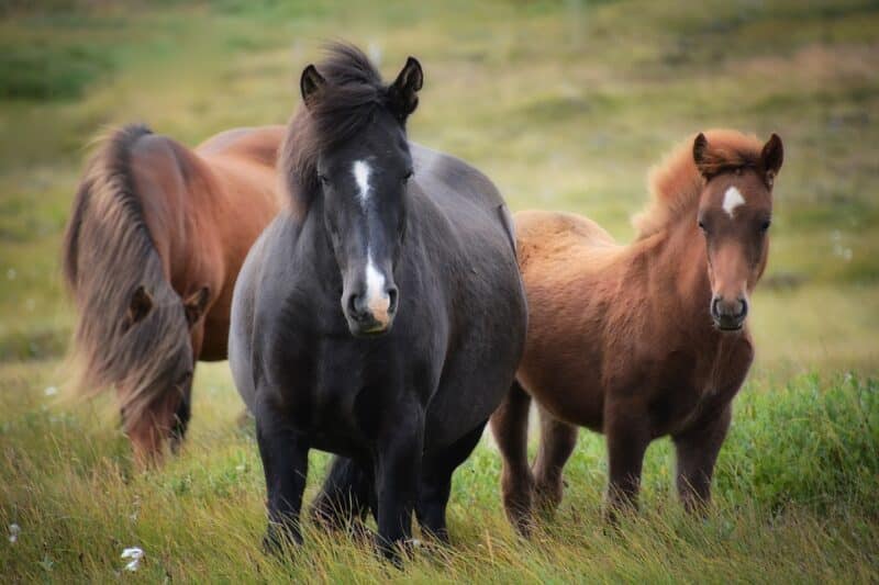 Animals of Colorado, wild horses