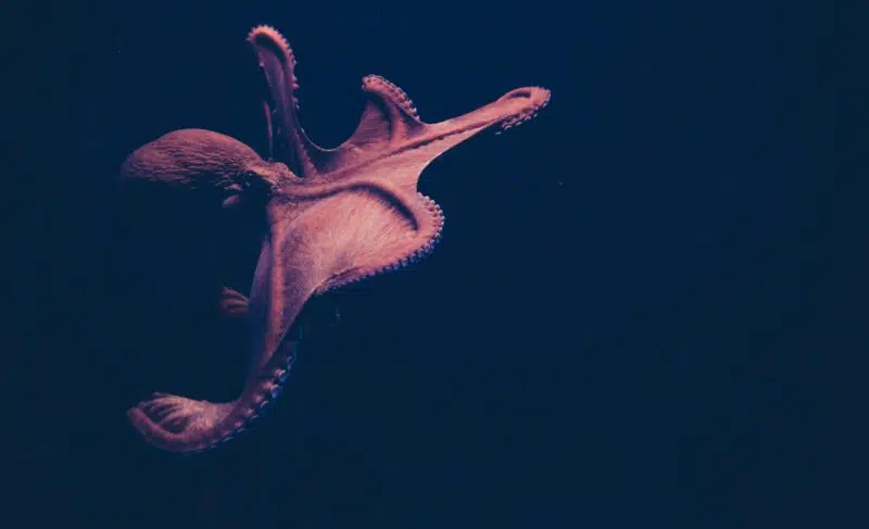 octopus top 10 newly discovered animals