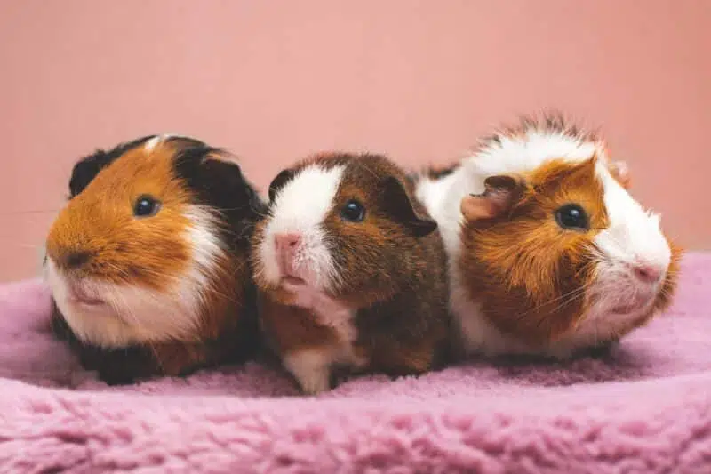 guinea pig top 10 pet animals in india