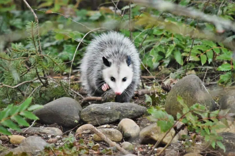 opossum animals in ohio