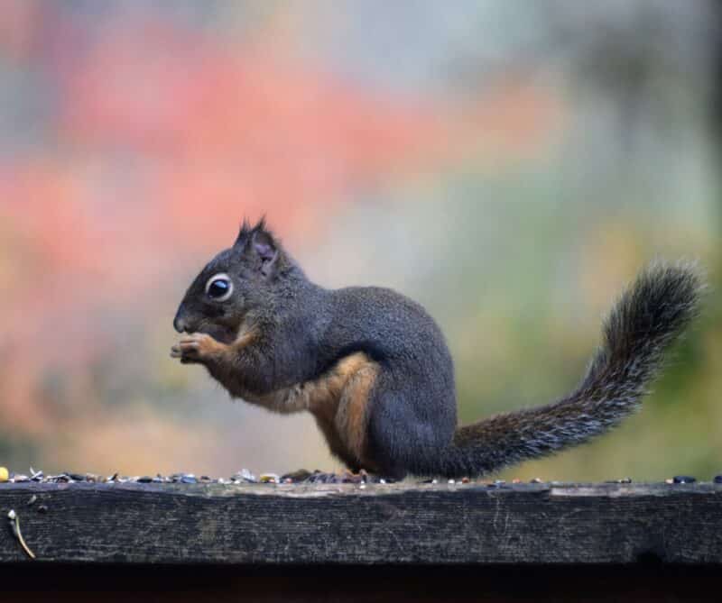 douglas squirrel animals in washington