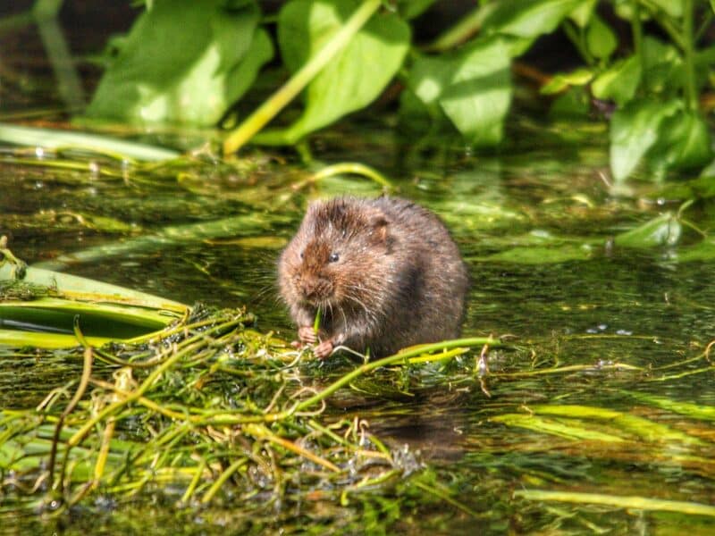 water vole top 10 endangered animals in Scotland