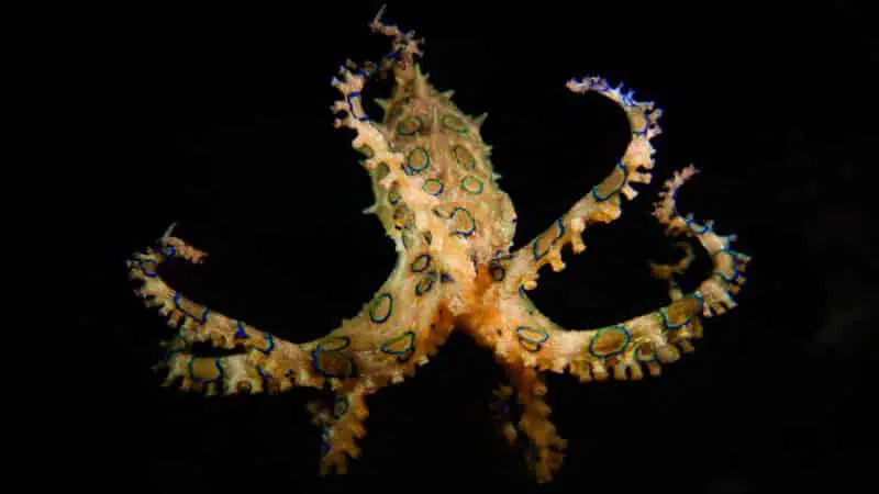 blue ringed octopus top 10 dangerous marine animals