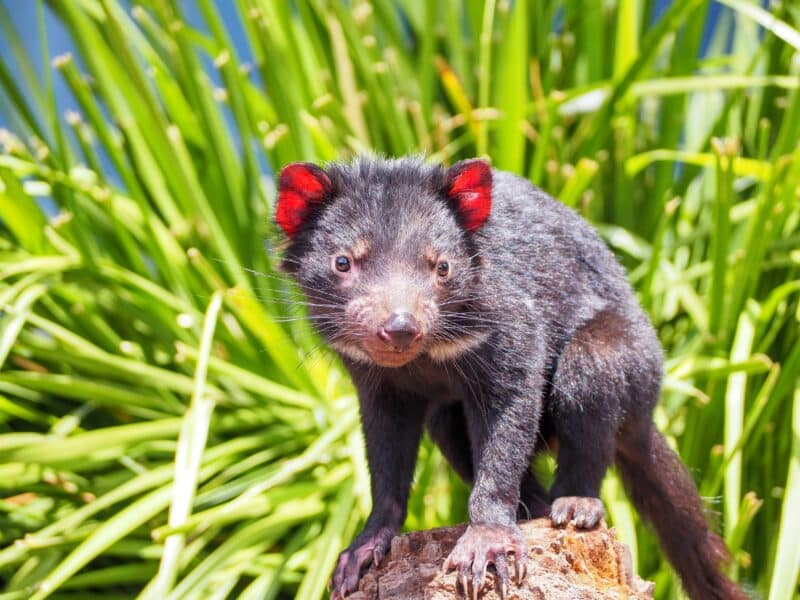 tasmanian devil top 10 smelliest animals