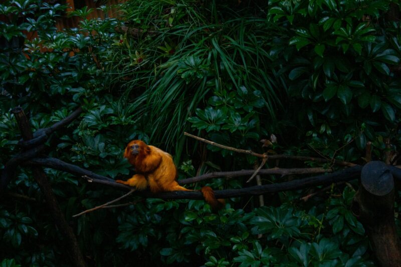 10 Endangered Animals in the Amazon Rainforest