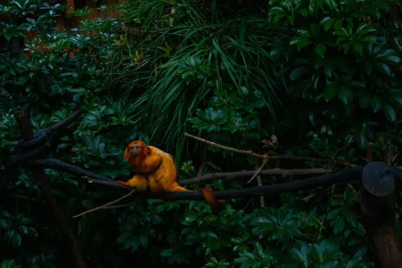 Golden Tamarin top 10 endangered animals in the amazon rainforest