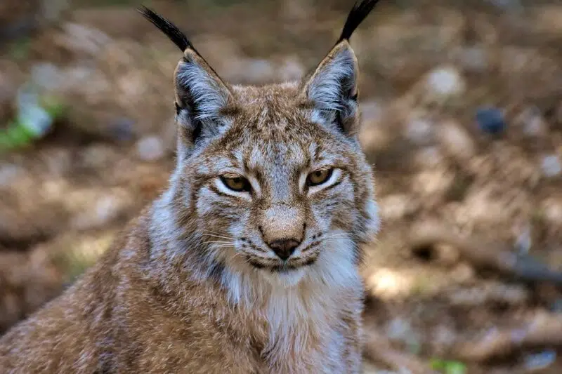 Animals in Montana, lynx