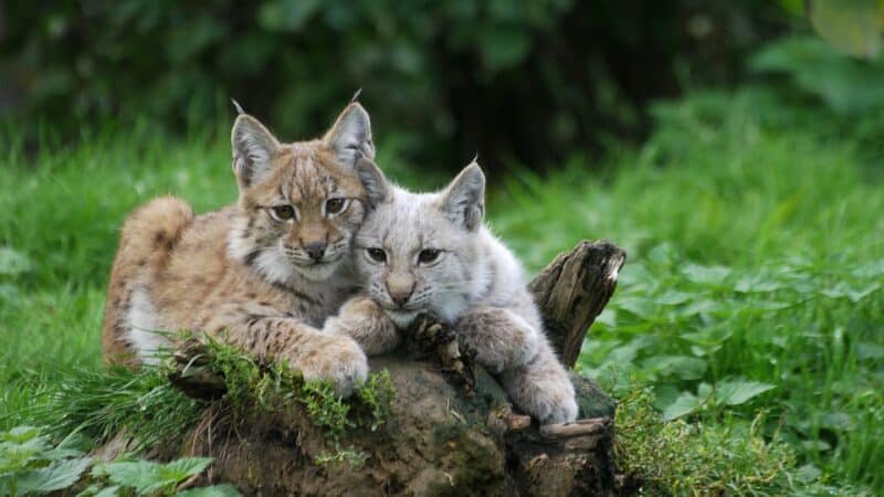 Animals in Connecticut bobcats