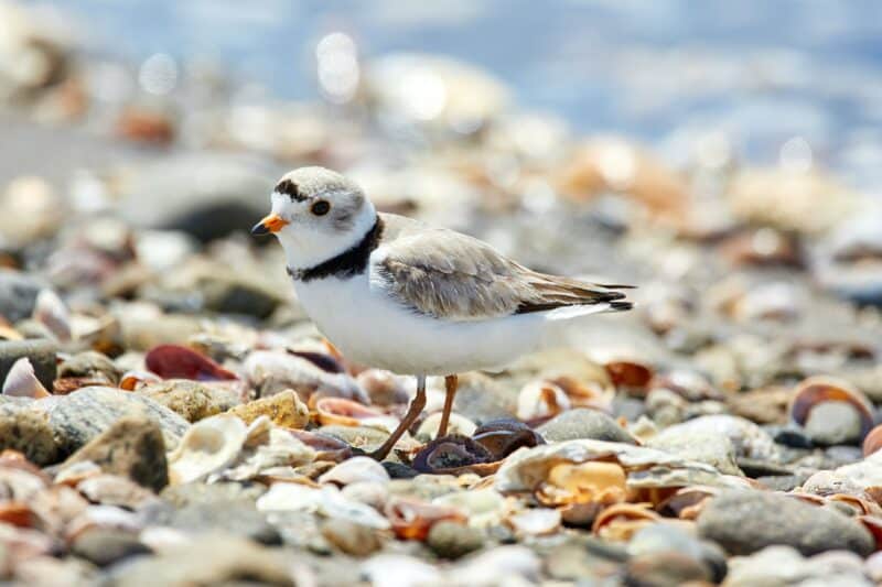 piping plover animals in the bahamas