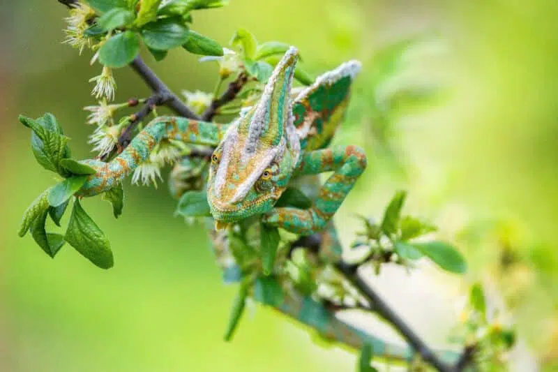 chameleon top 10 newly discovered animals
