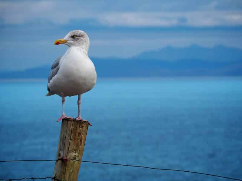 seagulls animals in oregon