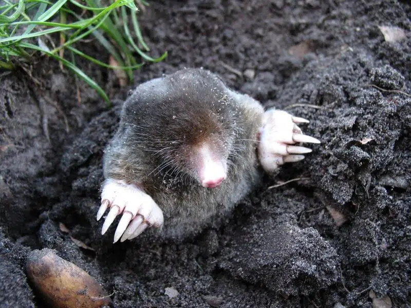 Animals in Connecticut mole