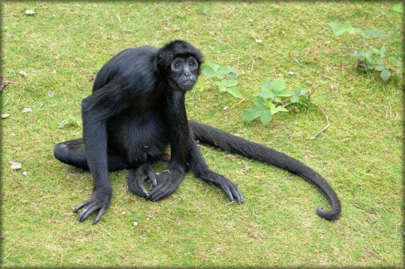 spider monkey top 10 endangered animals in the amazon rainforest