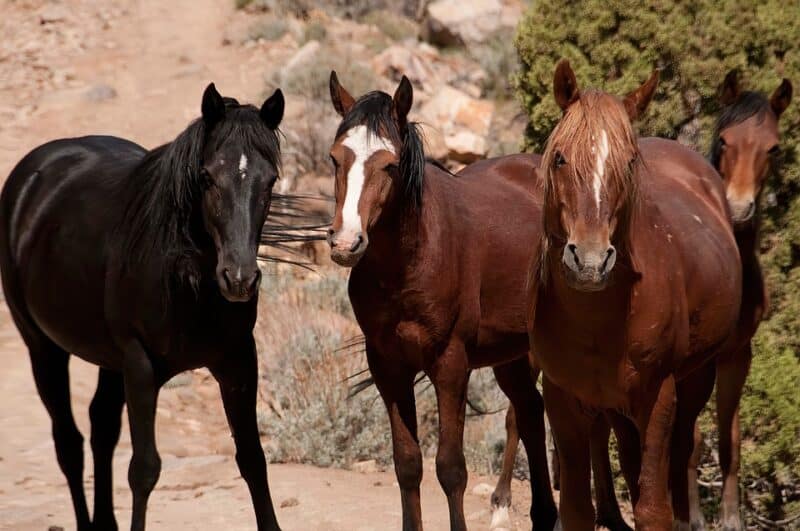 horses, animals in Nevada