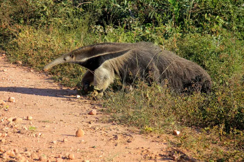 lesser anteater top 10 smelliest animals