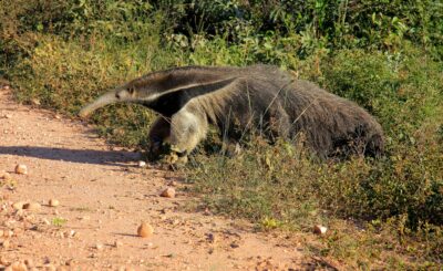 lesser anteater top 10 smelliest animals