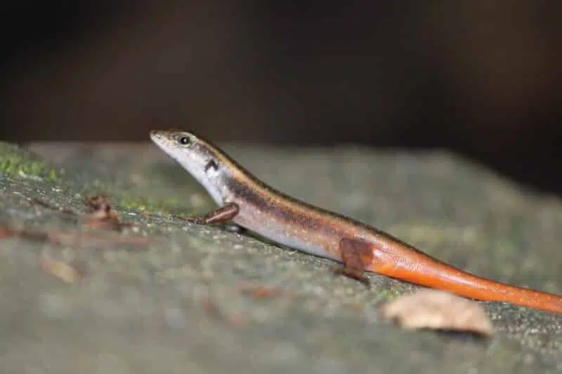 animals in New Brunswick, salamander