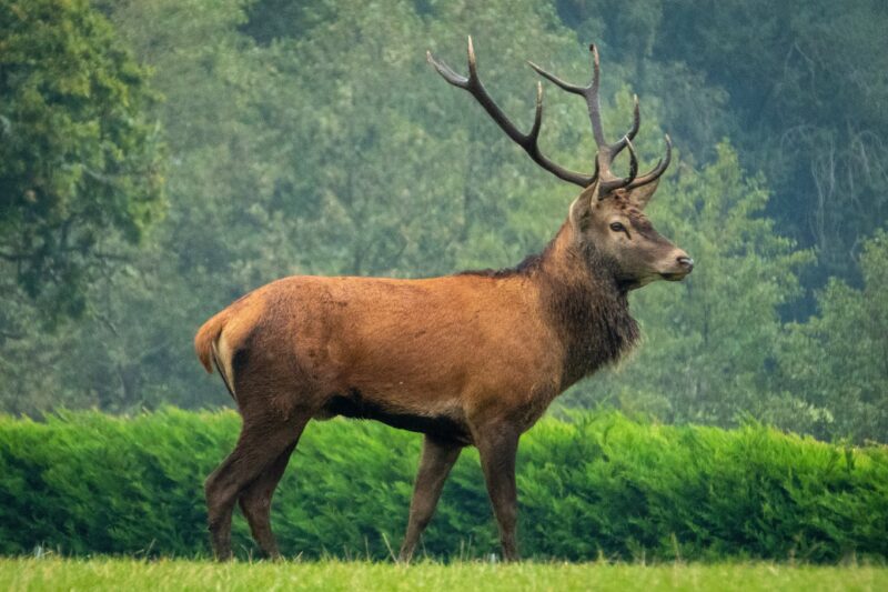 red deer top 10 endangered animals in Scotland