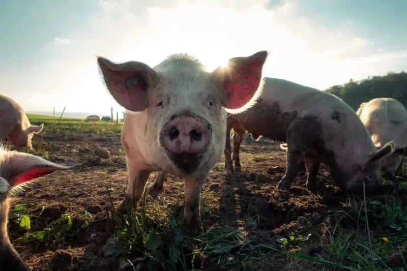 pigs: a guide to farm animals