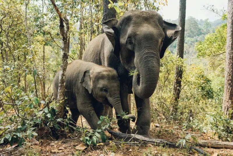 asian elephant top 10 dangerous animals in asia