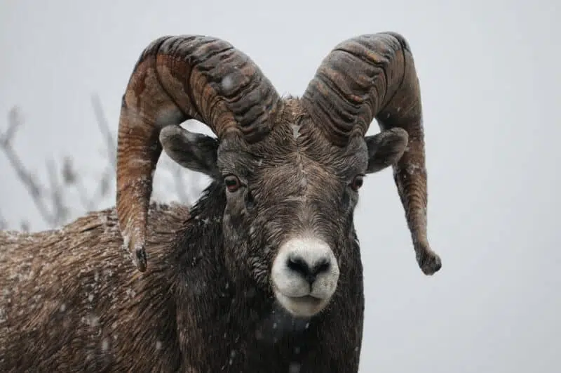 bighorn sheep animals in north dakota