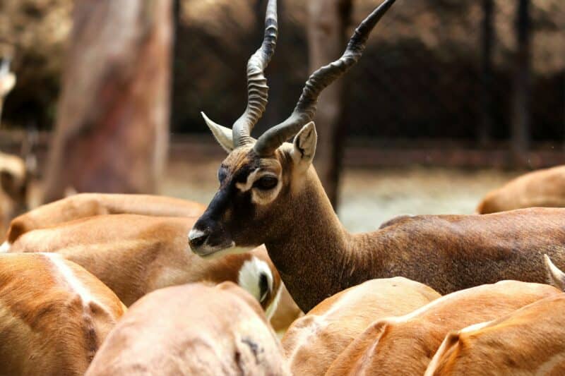 black buck top 10 most endangered animals in india