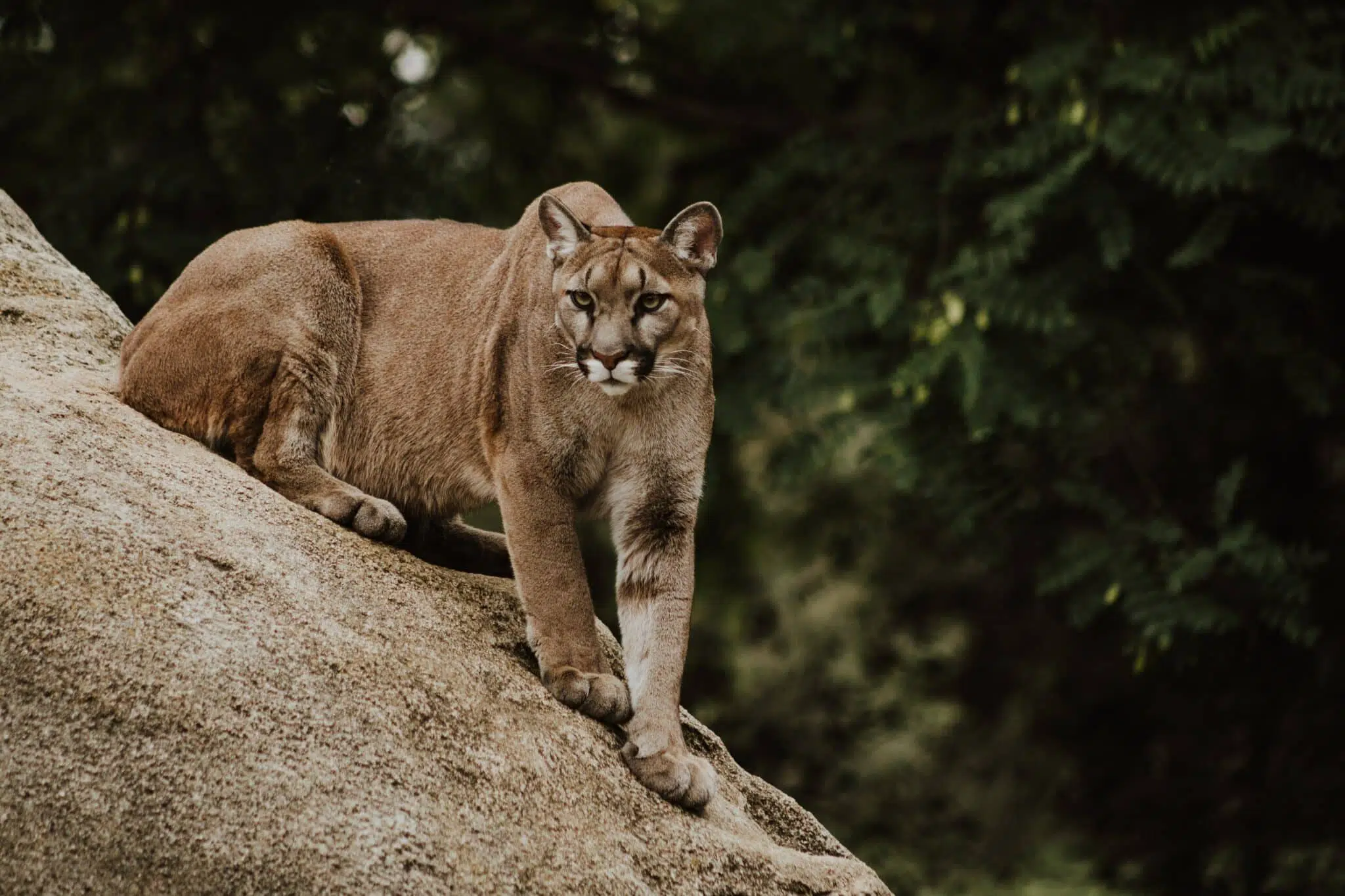 cougar: animals in texas