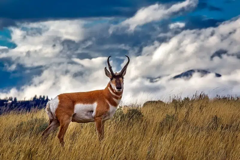 Animals in Montana, pronghorn