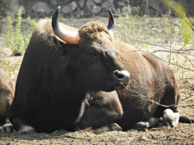 indian bison