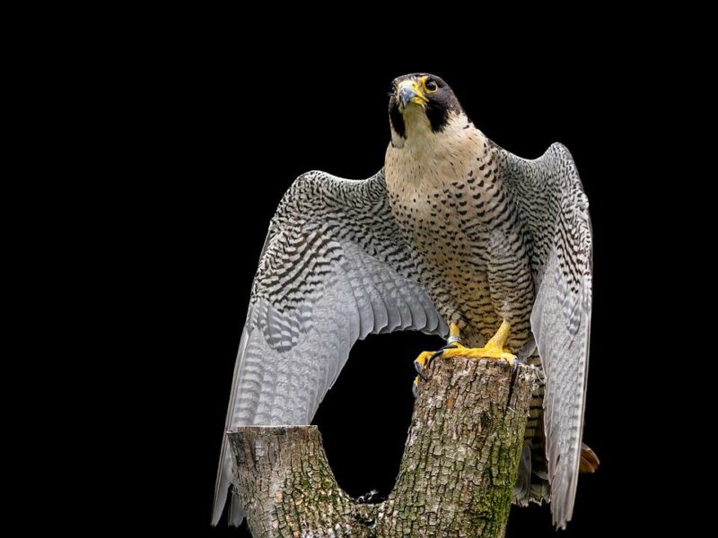peregrine falcon animals in idaho