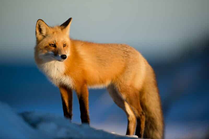 red fox animals in newfoundland and labrador