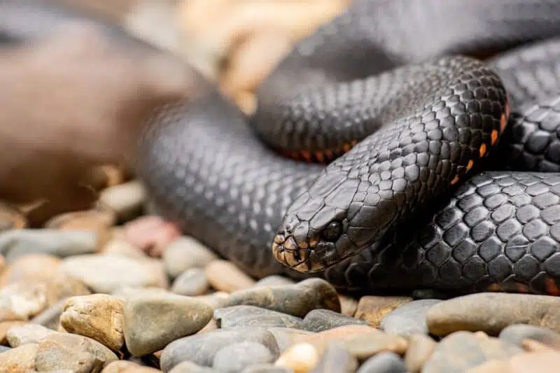 indigo snake, Animals in Alabama
