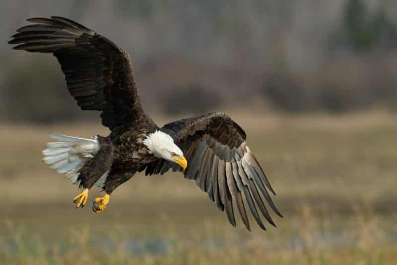 bald eagle animals in new jersey