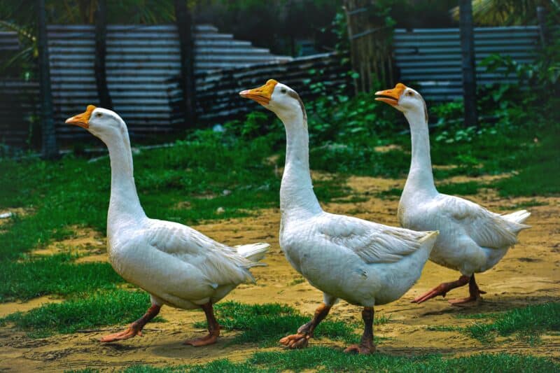 goose animals in rhode island
