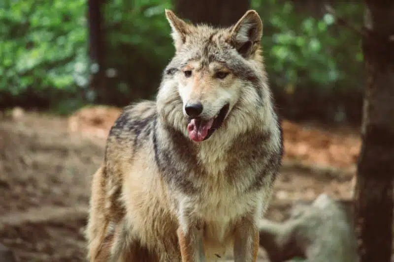 mexican wolf