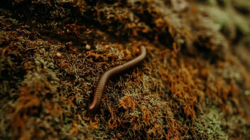 worm top 10 newly discovered animals