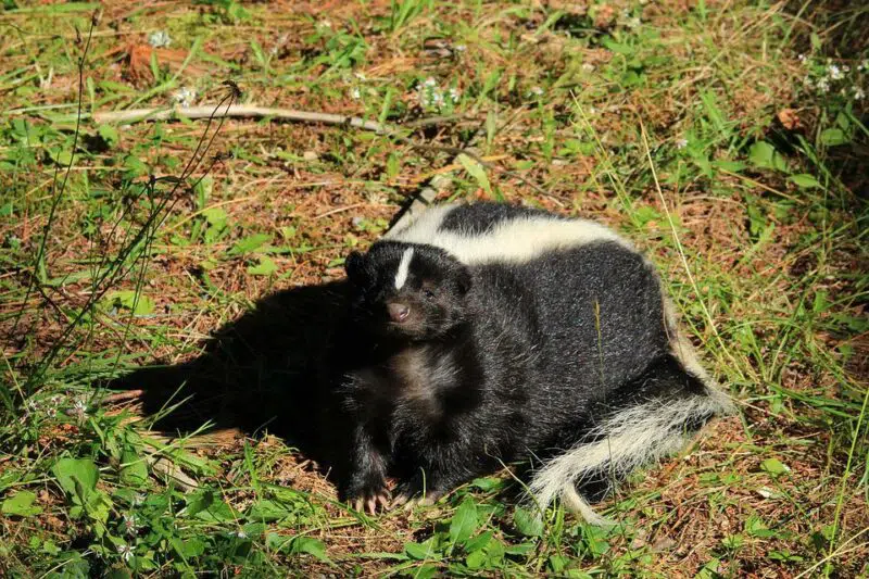 Animals in Minnesota, skunk