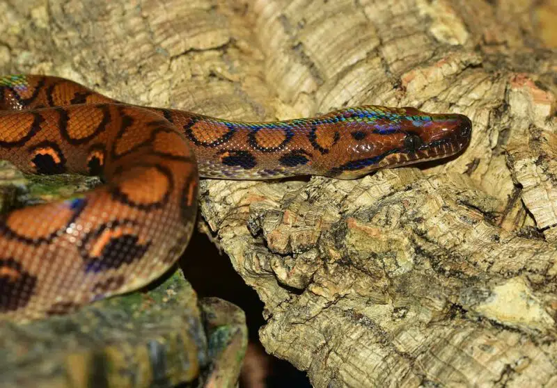 rainbow snake | animals in alabama