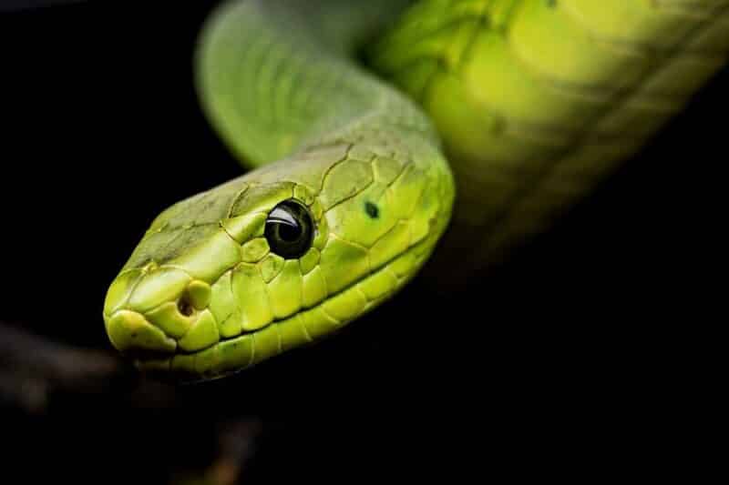 green snake, Animals in Alabama