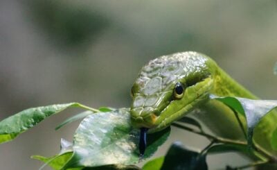 snake | animals in Alabama