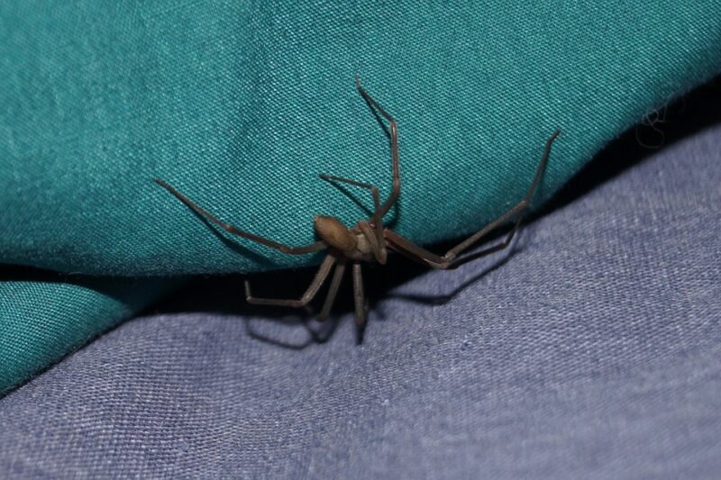 brown recluse spider, Animals of Colorado