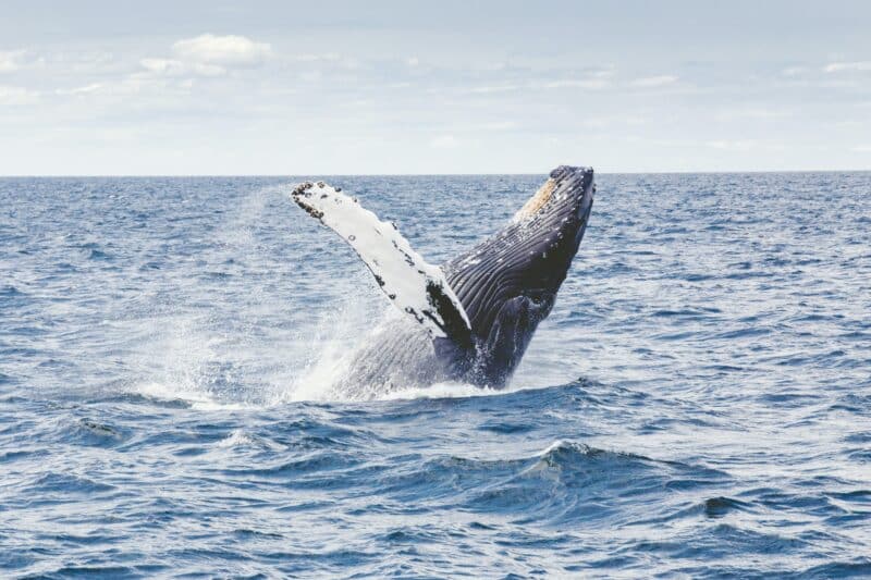 humpback whale animals in rhode island